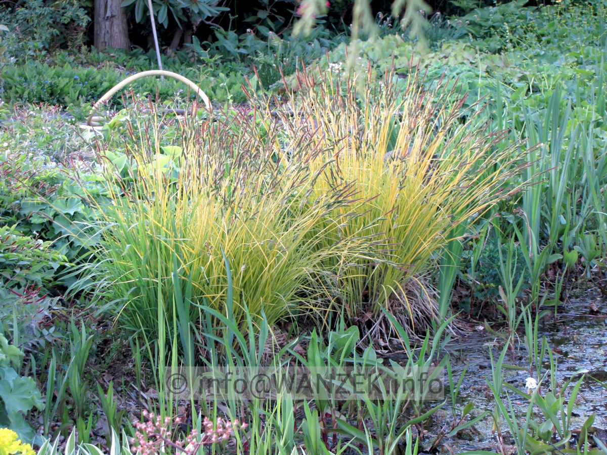 Carex elata Bowles Golden Sol.JPG